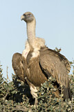 Image. Griffon Vulture