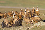 Image. Griffon Vulture