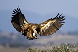 Image. Griffon Vulture