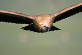 Image. Griffon Vulture