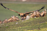 Image. Griffon Vulture