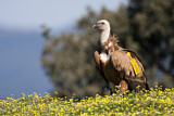 Image. Griffon Vulture