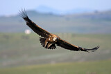 Image. Griffon Vulture