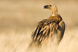 Image. Griffon Vulture