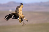 Image. Griffon Vulture