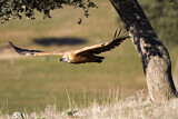 Image. Griffon Vulture