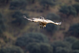 Image. Griffon Vulture