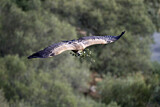 Image. Griffon Vulture