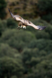 Image. Griffon Vulture