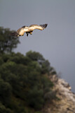 Image. Griffon Vulture