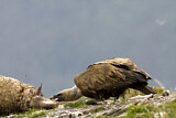 Image. Griffon Vulture
