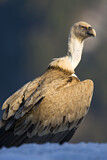 Image. Griffon Vulture