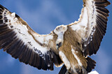 Image. Griffon Vulture