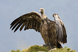 Image. Griffon Vulture