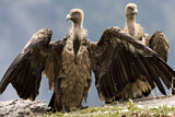 Image. Griffon Vulture