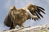 Image. Griffon Vulture