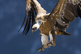 Image. Griffon Vulture