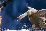 Image. Griffon Vulture