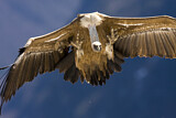 Image. Griffon Vulture