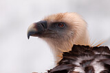 Image. Griffon Vulture