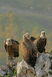 Image. Griffon Vulture