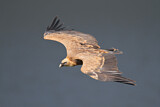 Image. Griffon Vulture