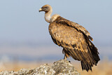 Image. Griffon Vulture