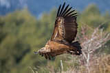 Image. Griffon Vulture