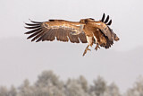 Image. Griffon Vulture