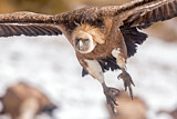 Image. Griffon Vulture