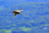 Image. Griffon Vulture