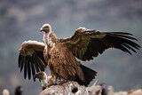 Image. Griffon Vulture