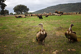 Image. Griffon Vulture