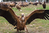 Image. Griffon Vulture