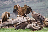 Image. Griffon Vulture