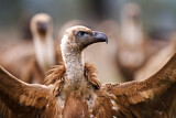 Image. Griffon Vulture
