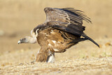 Image. Griffon Vulture