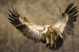 Image. Griffon Vulture
