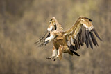 Image. Griffon Vulture