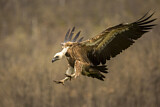 Image. Griffon Vulture