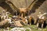 Image. Griffon Vulture