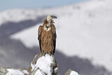 Image. Griffon Vulture