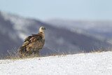 Image. Griffon Vulture
