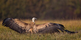 Image. Griffon Vulture