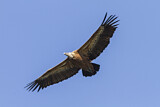 Image. Griffon Vulture