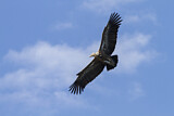 Image. Griffon Vulture