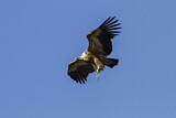 Image. Griffon Vulture