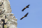 Image. Griffon Vulture