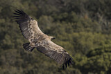 Image. Griffon Vulture