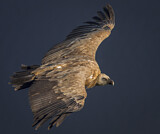 Image. Griffon Vulture